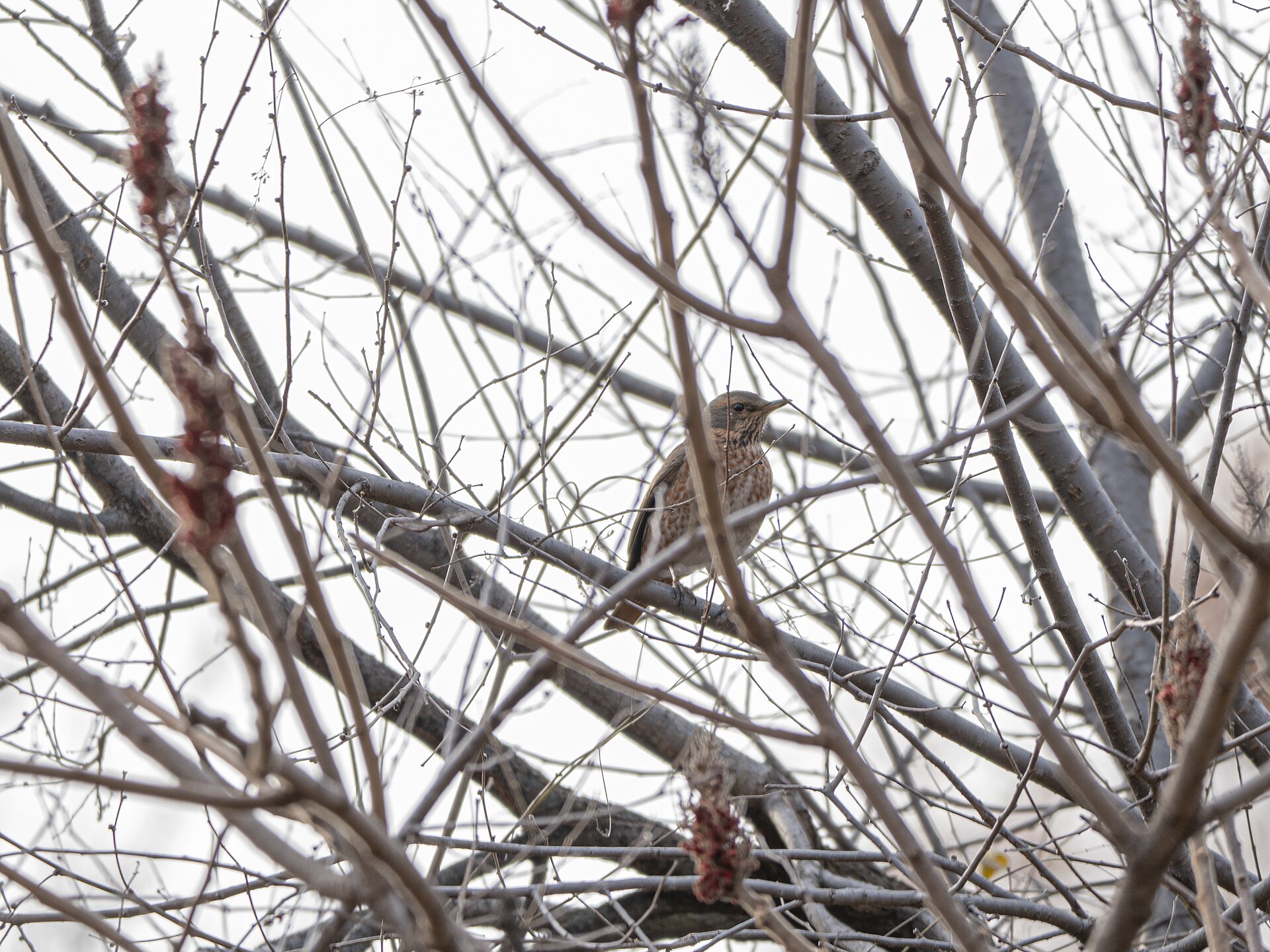 Eastern vs Western Bluebird: The Throat Colour Decides