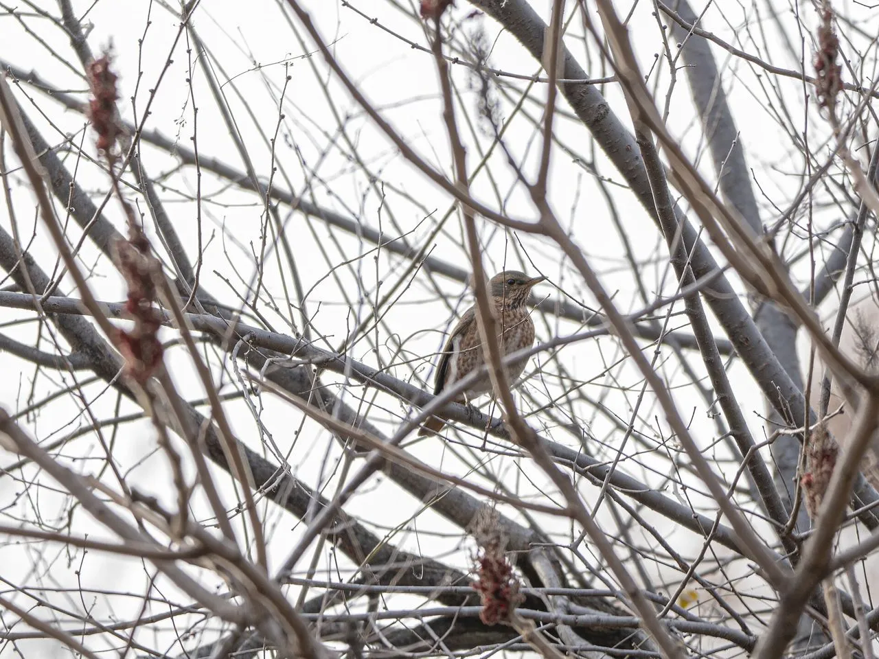 Eastern vs Western Bluebird: The Throat Colour Decides