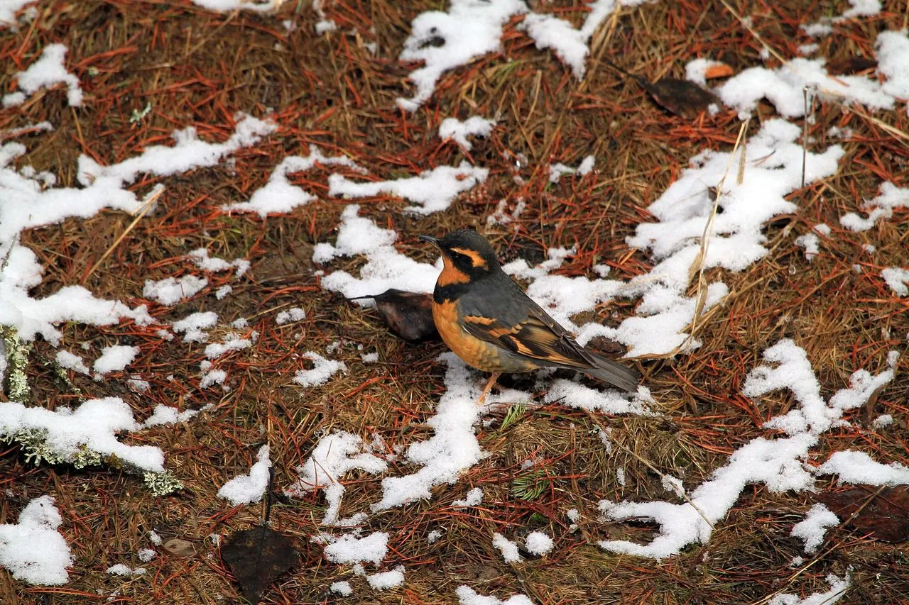 Varied Thrush (Ixoreus naevius): The Pacific Northwest's Winter Robin