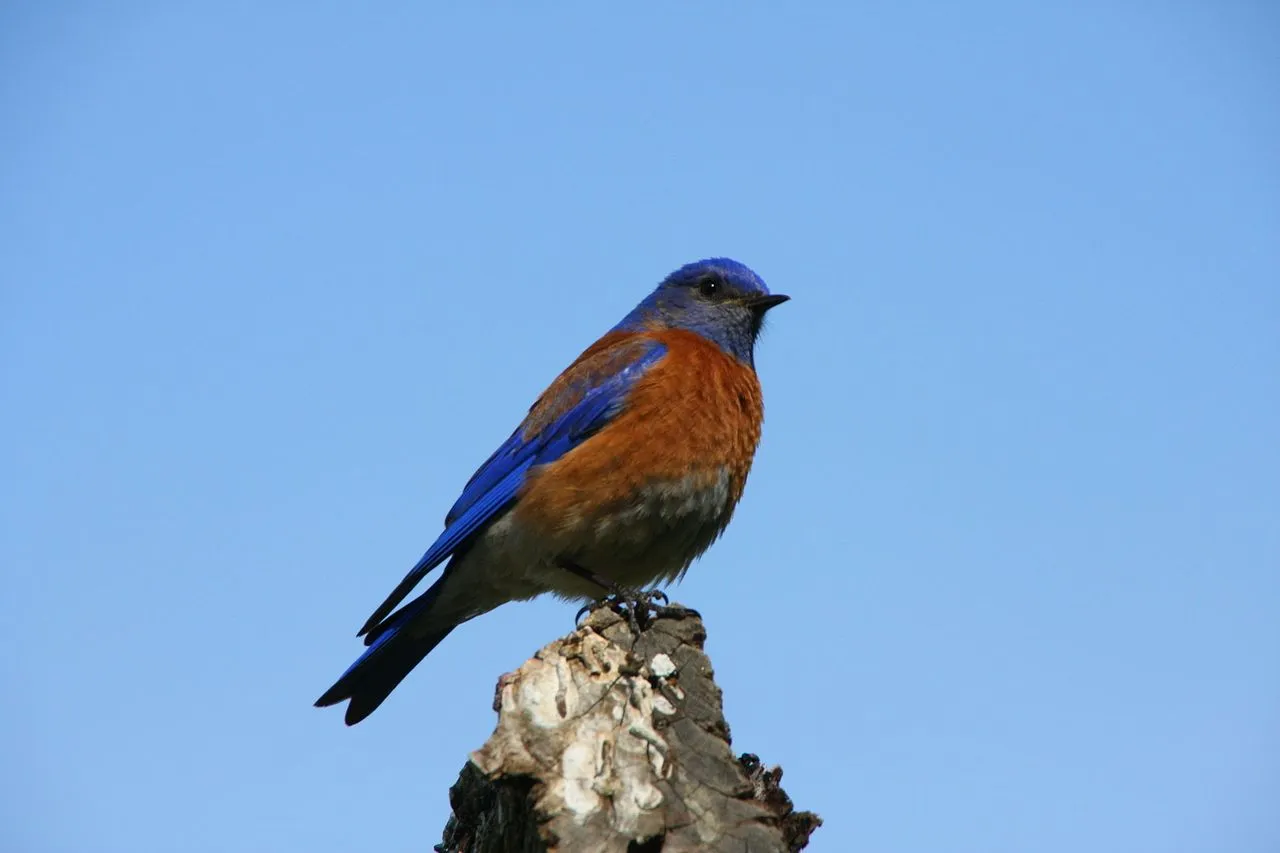 Western Bluebird (Sialia mexicana): Identification & Nest Box Use