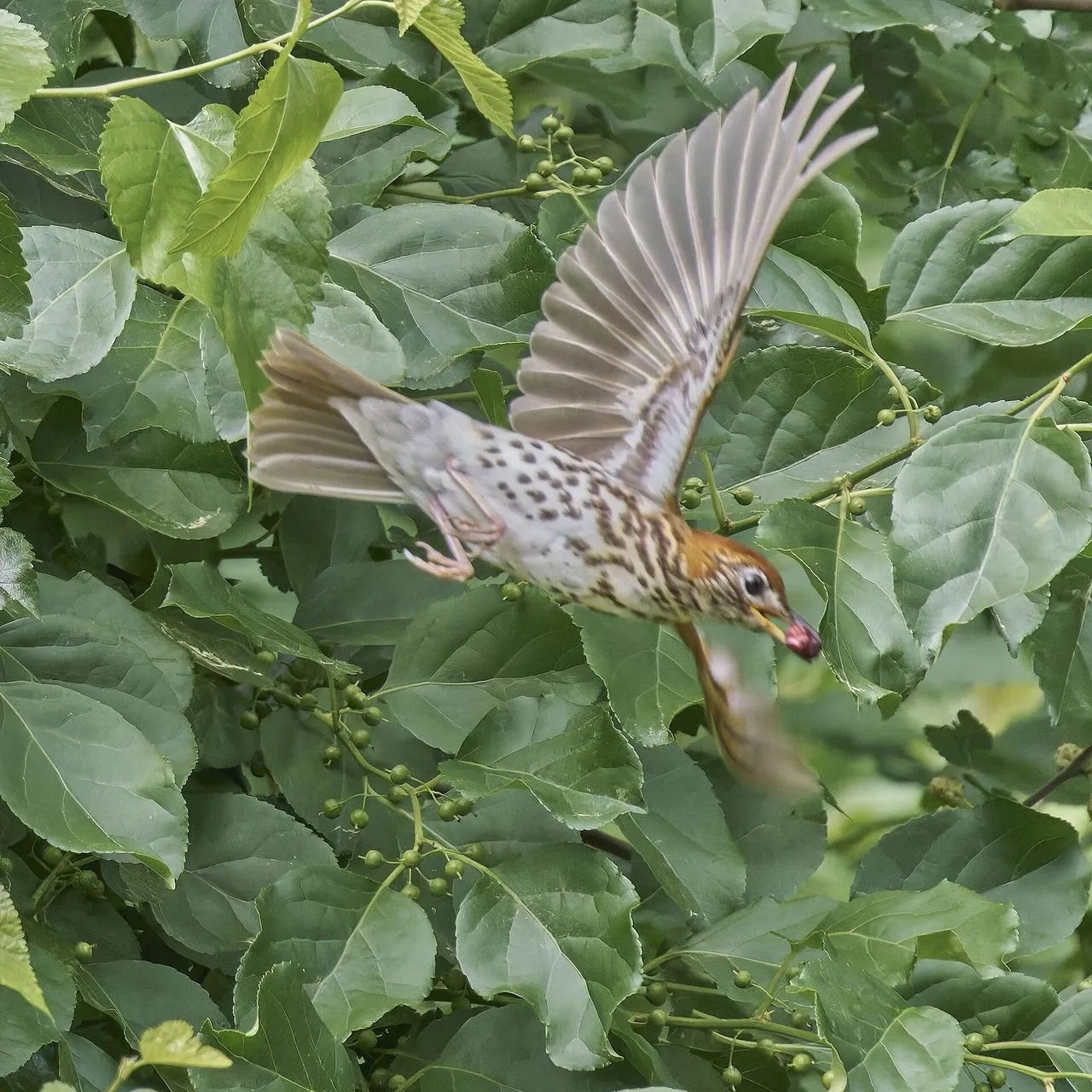 Wood Thrush (Hylocichla mustelina): Identification, Song & Conservation Decline