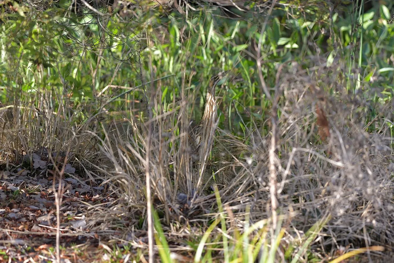 American Bittern (Botaurus lentiginosus): The Cryptic Marsh Heron