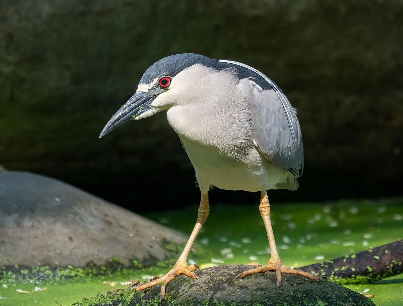 Black-crowned Night-Heron (Nycticorax nycticorax): The Compact Crepuscular Heron