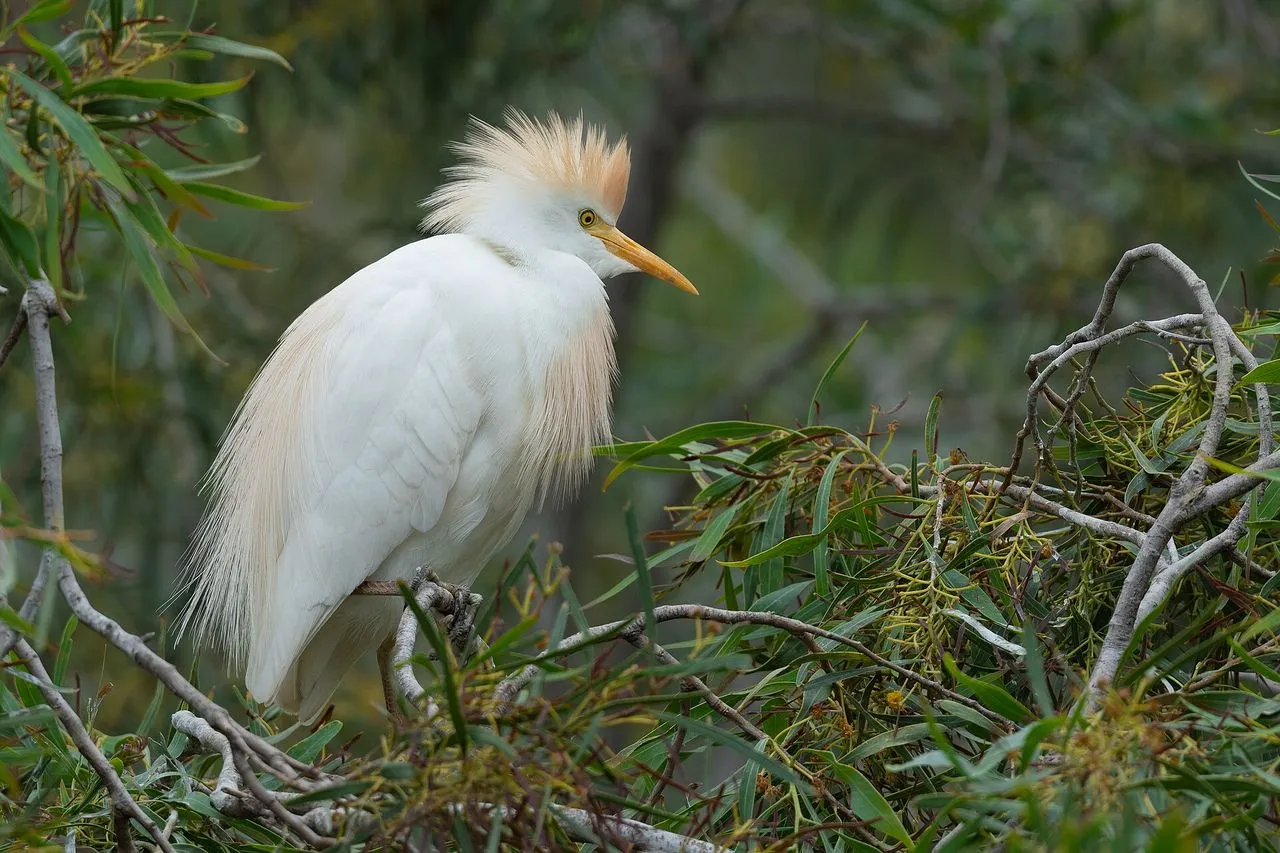 Cattle Egret (Bubulcus ibis): The Cosmopolitan Pasture Egret