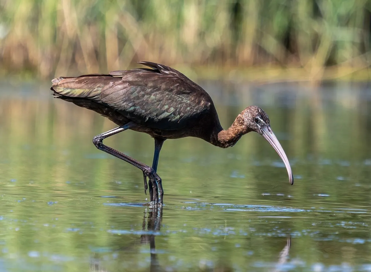 Glossy Ibis (Plegadis falcinellus): The Cosmopolitan Dark Ibis