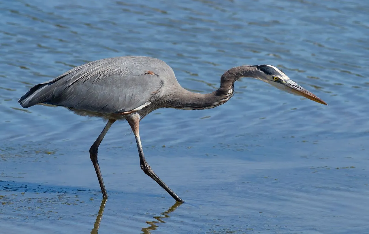 Great Blue Heron (Ardea herodias): Identification & Hunting Behaviour