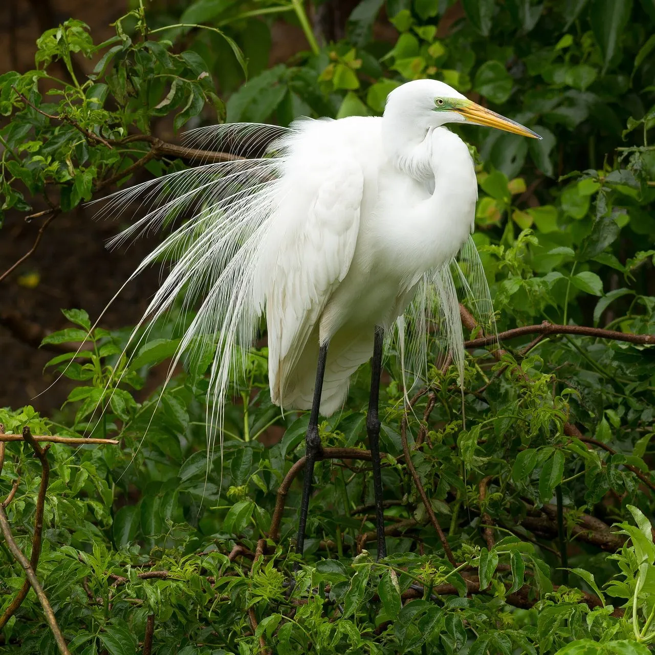Great Egret (Ardea alba): The Tall, White Wading Bird