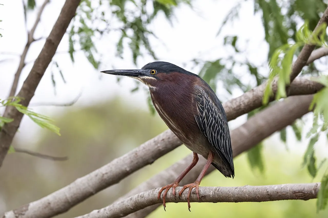Green Heron (Butorides virescens): The Tool-using Backyard Heron