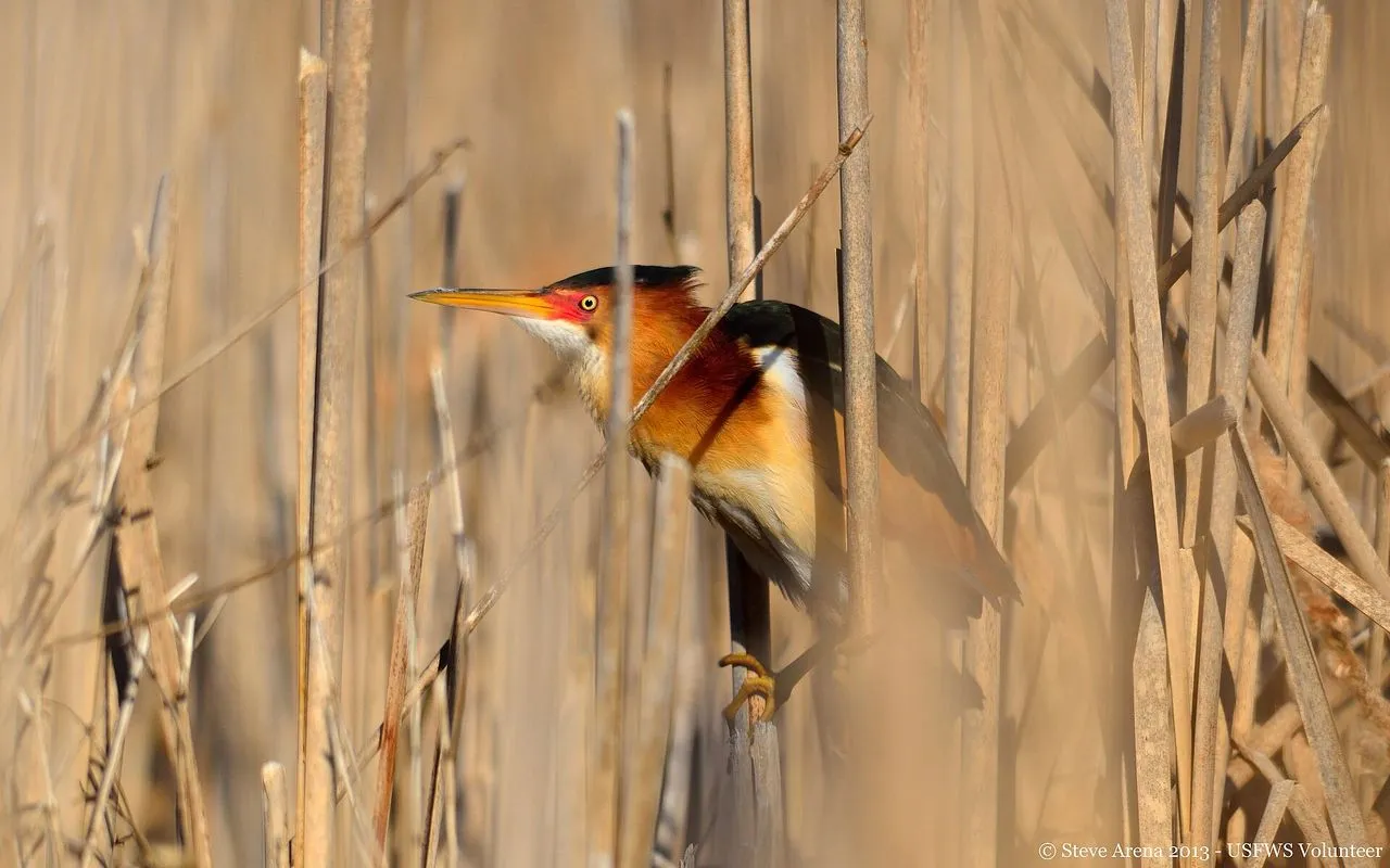 Least Bittern (Ixobrychus exilis): The Smallest Heron in the Americas