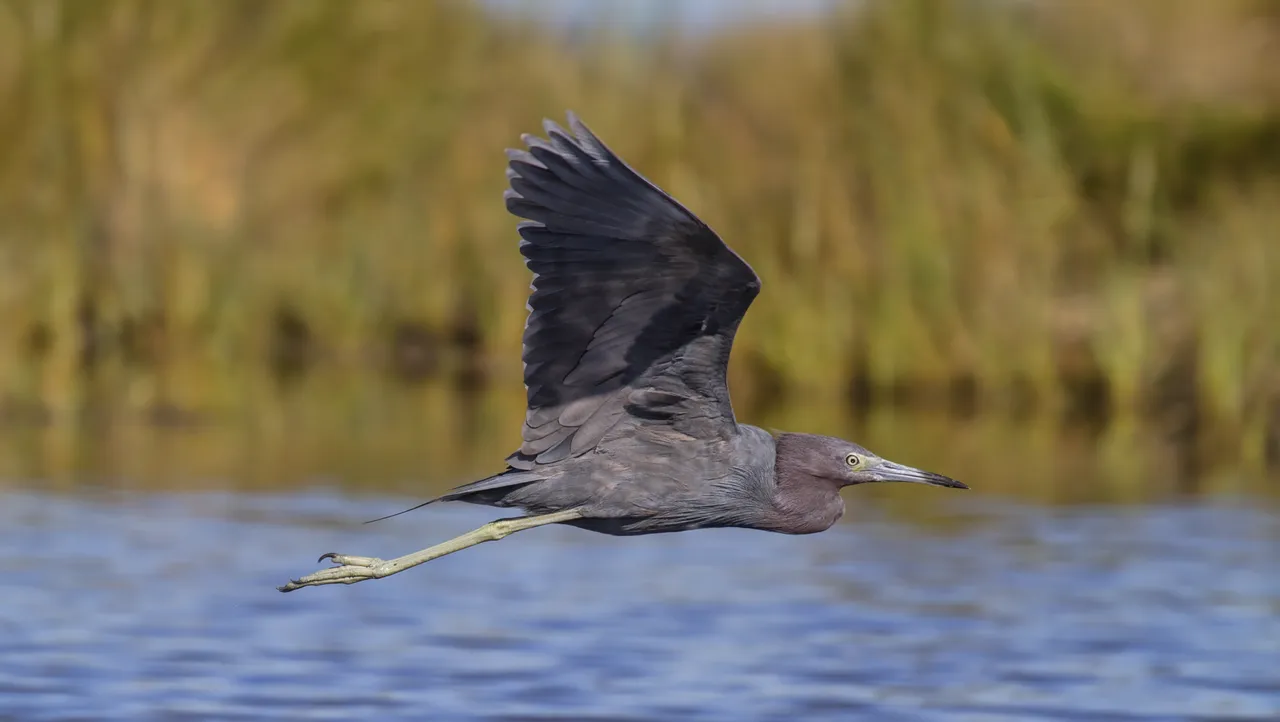 Little Blue Heron (Egretta caerulea): The Two-toned Egret