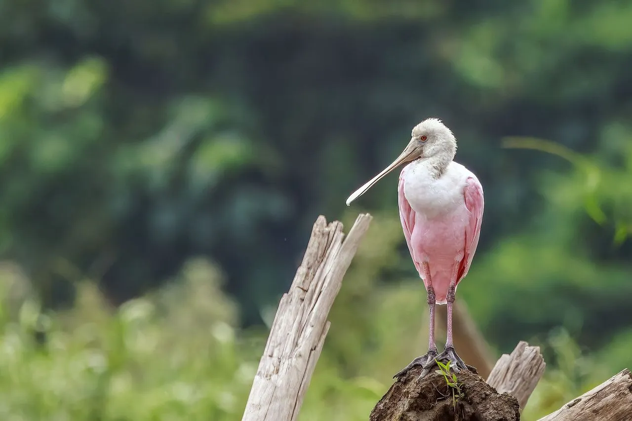 Roseate Spoonbill (Platalea ajaja): The Pink Filter-feeder of Coastal Marshes