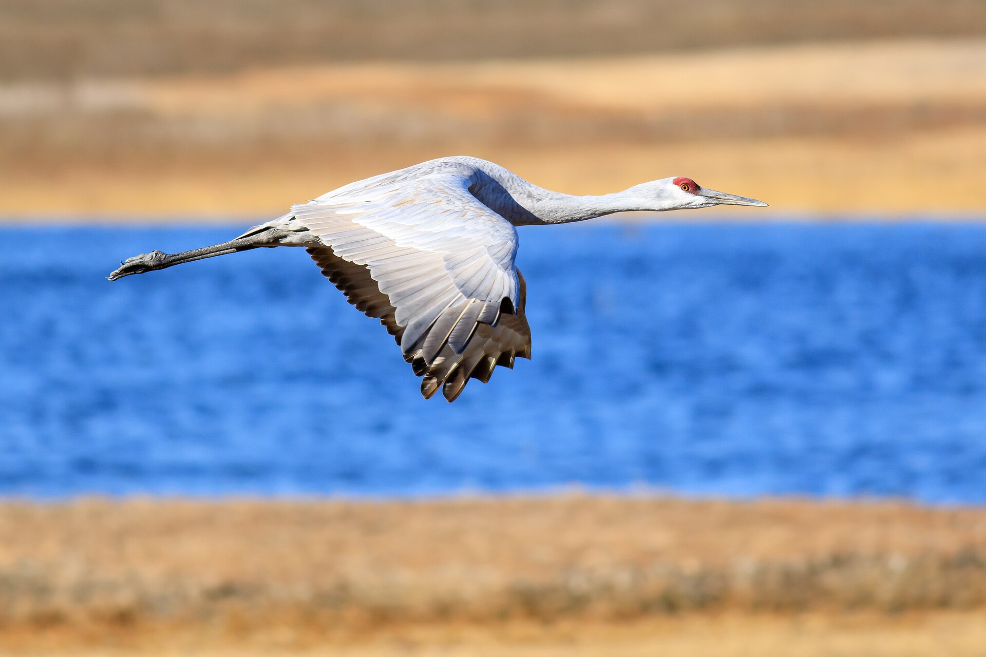 Snowy Egret vs Great Egret: Bill and Feet Decide It