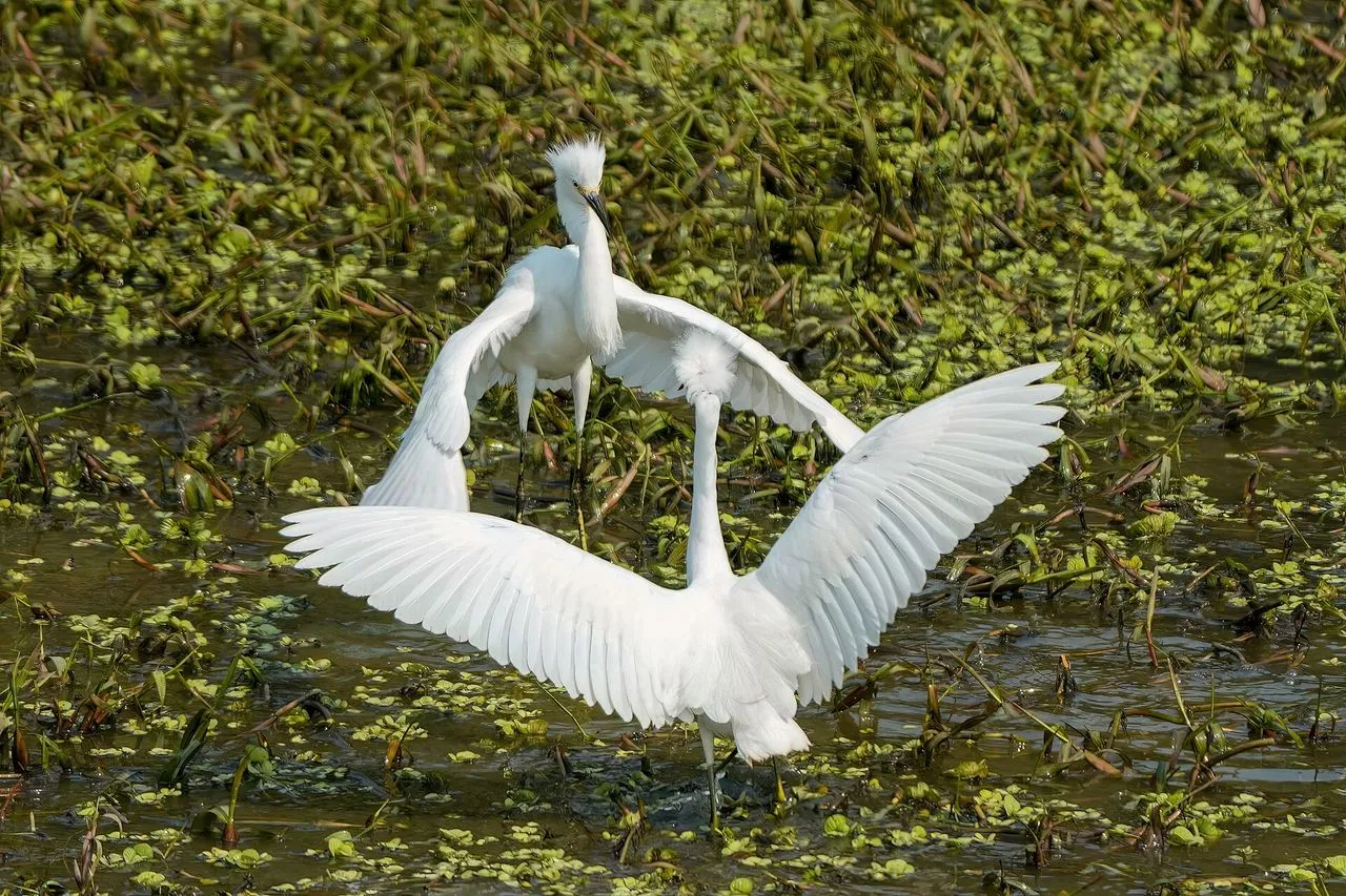 Snowy Egret (Egretta thula): Identification & The Plume-Trade Recovery