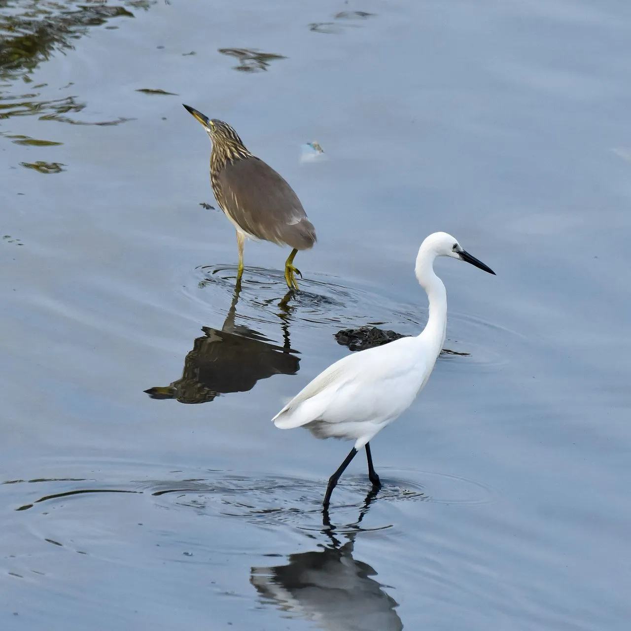 The Complete Waders & Herons Guide: Identification, Feeding & Habitat