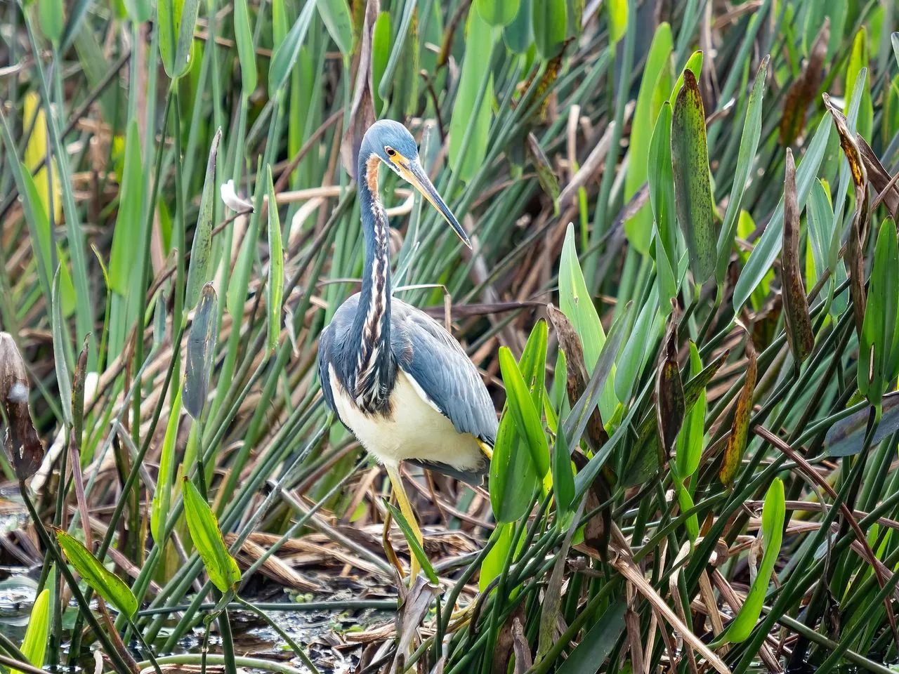 Tricolored Heron (Egretta tricolor): The Active-stalking Coastal Egret