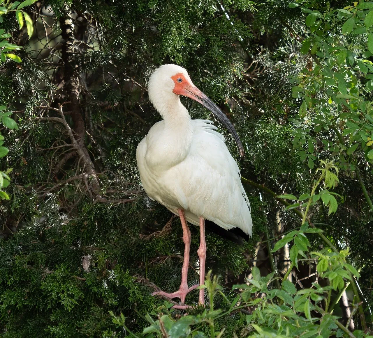 White Ibis (Eudocimus albus): The Decurved-bill Coastal Probe