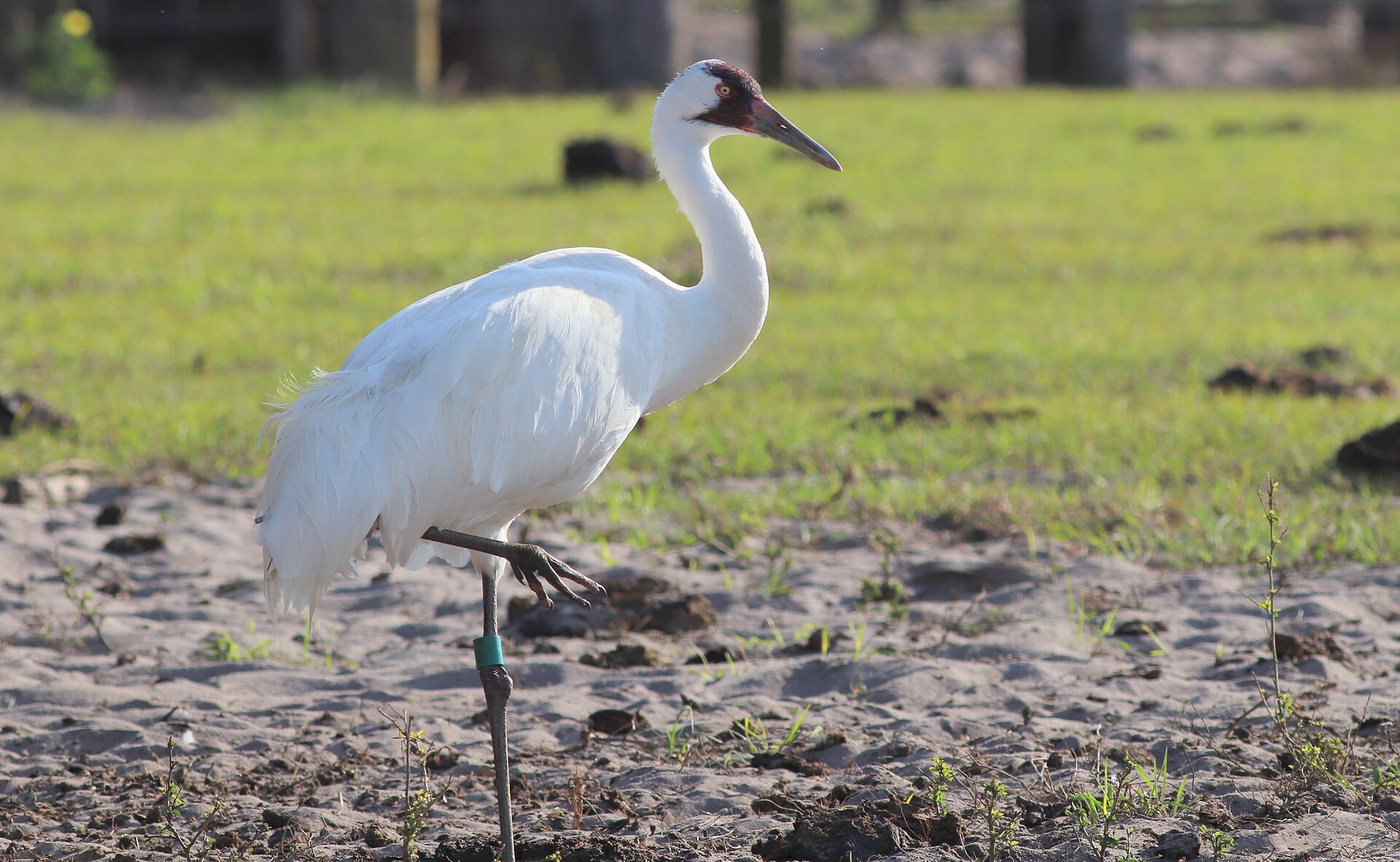 Wood Stork (Mycteria americana): The Tactile Feeder