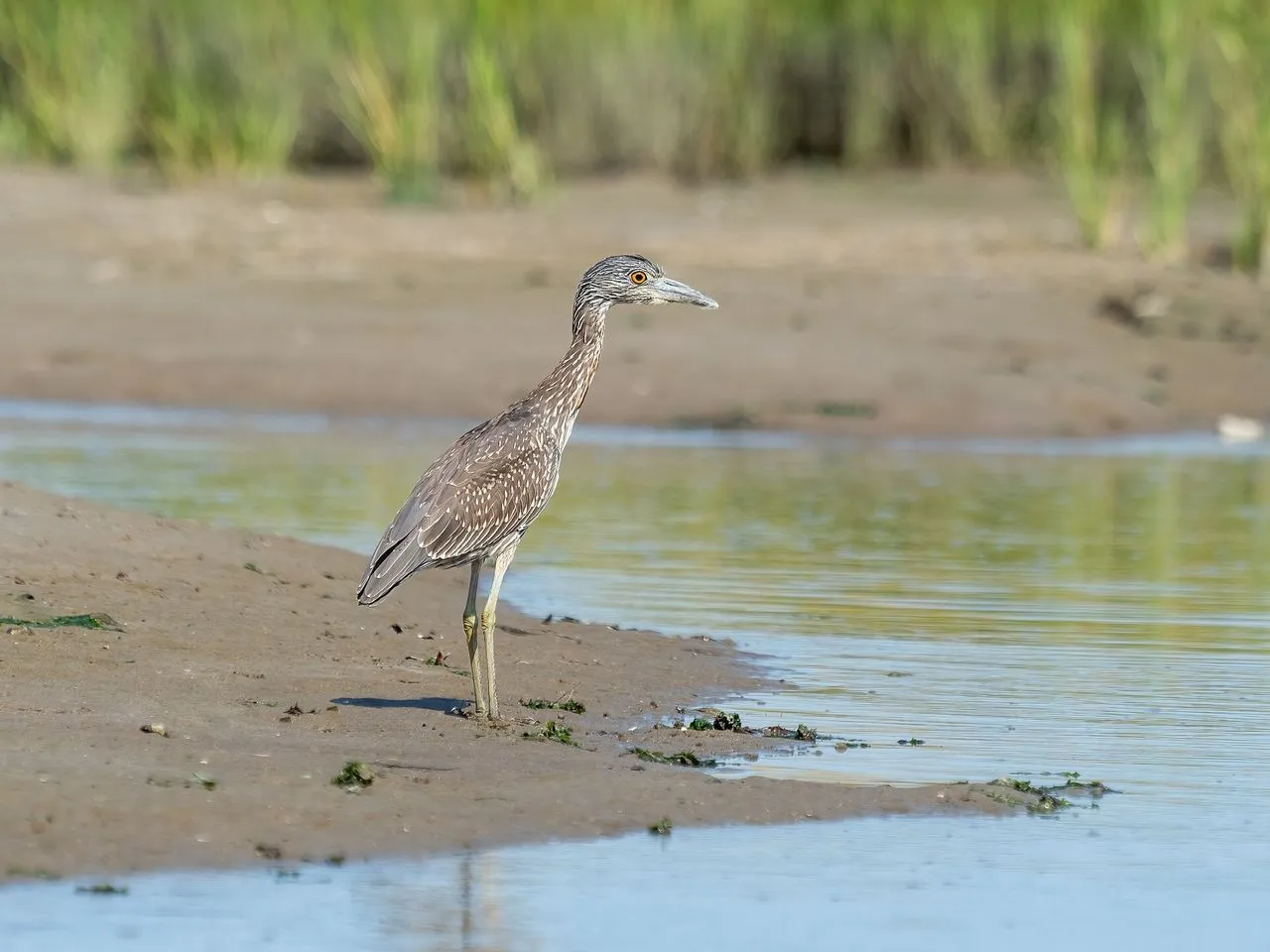 Yellow-crowned Night-Heron (Nyctanassa violacea): The Crab-specialist Night-heron