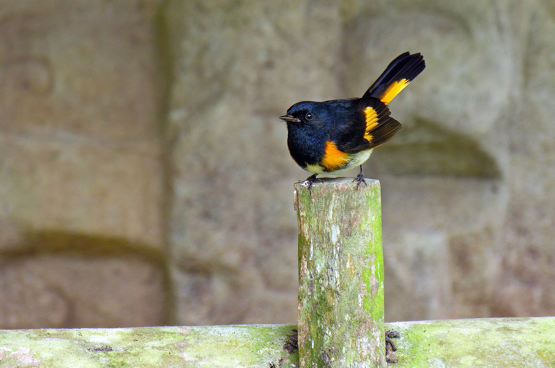 Why Are Warblers in My Garden in Fall?