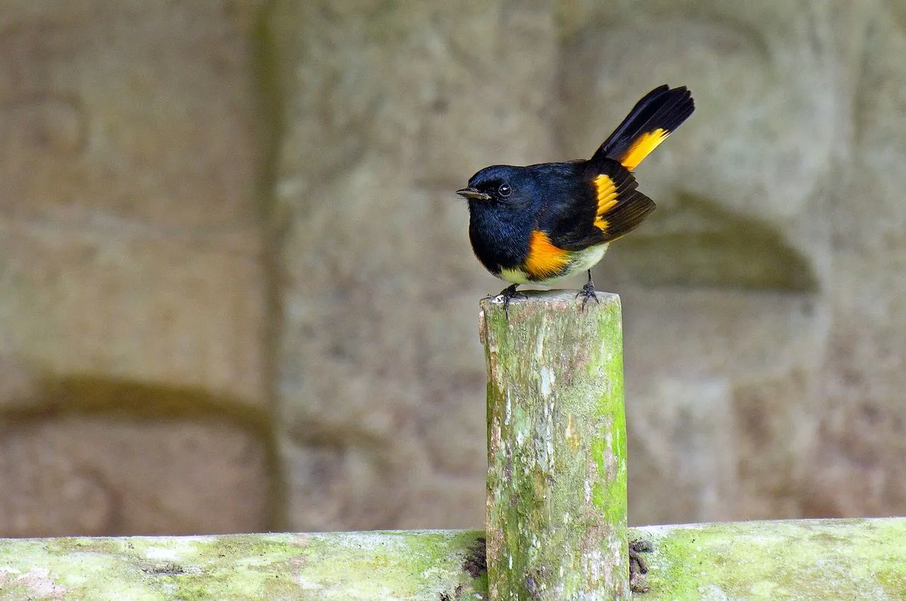 Why Are Warblers in My Garden in Fall?