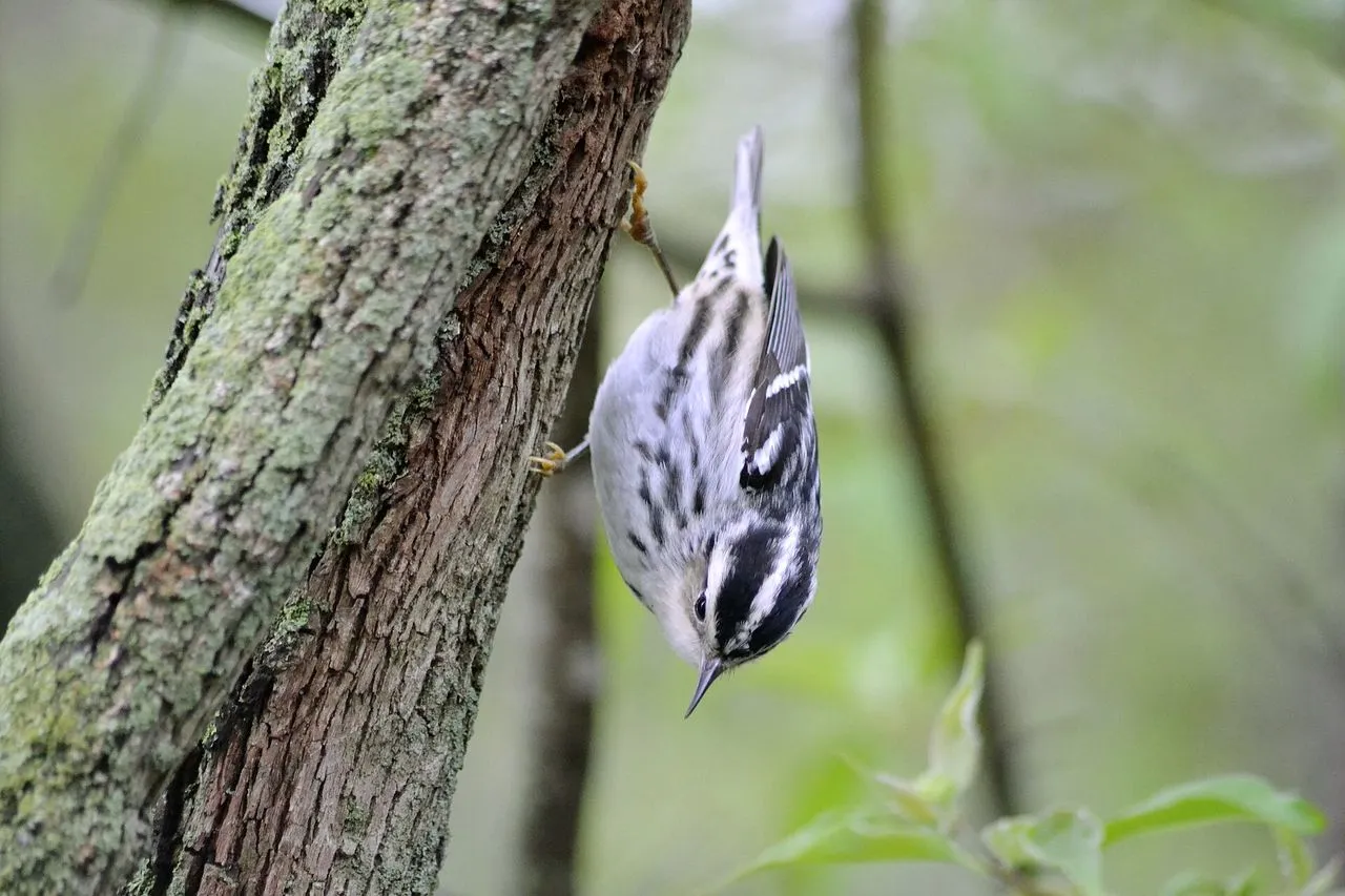 Black-and-white Warbler (Mniotilta varia): The Bark-Creeping Parulid
