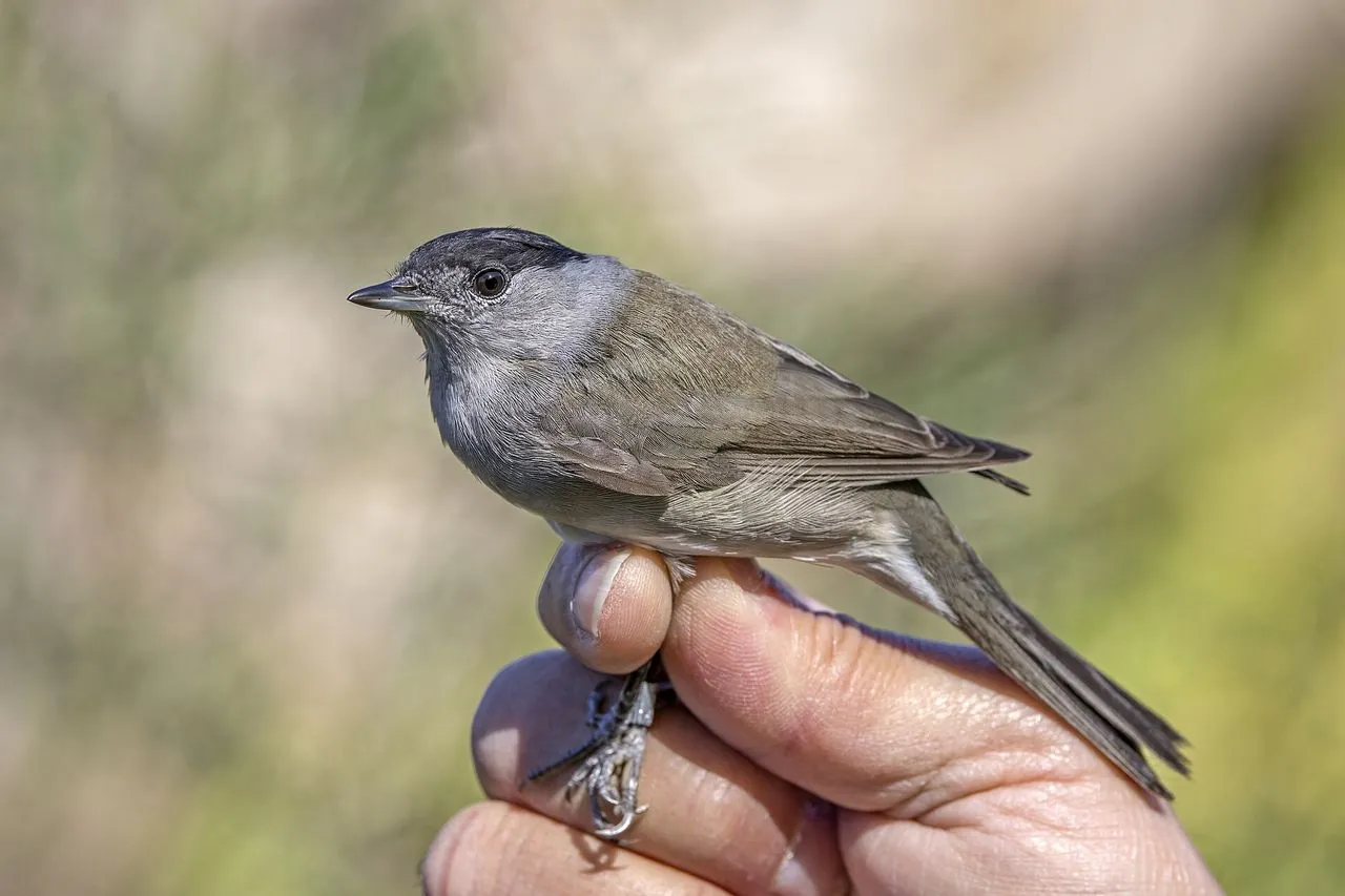 Eurasian Blackcap (Sylvia atricapilla): The Garden Warbler That Actually Stays