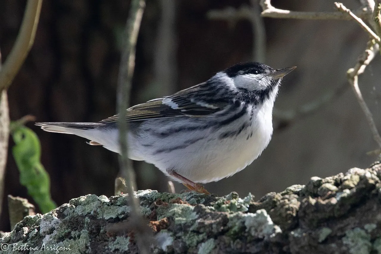 Blackpoll Warbler (Setophaga striata): Trans-Atlantic Migrant