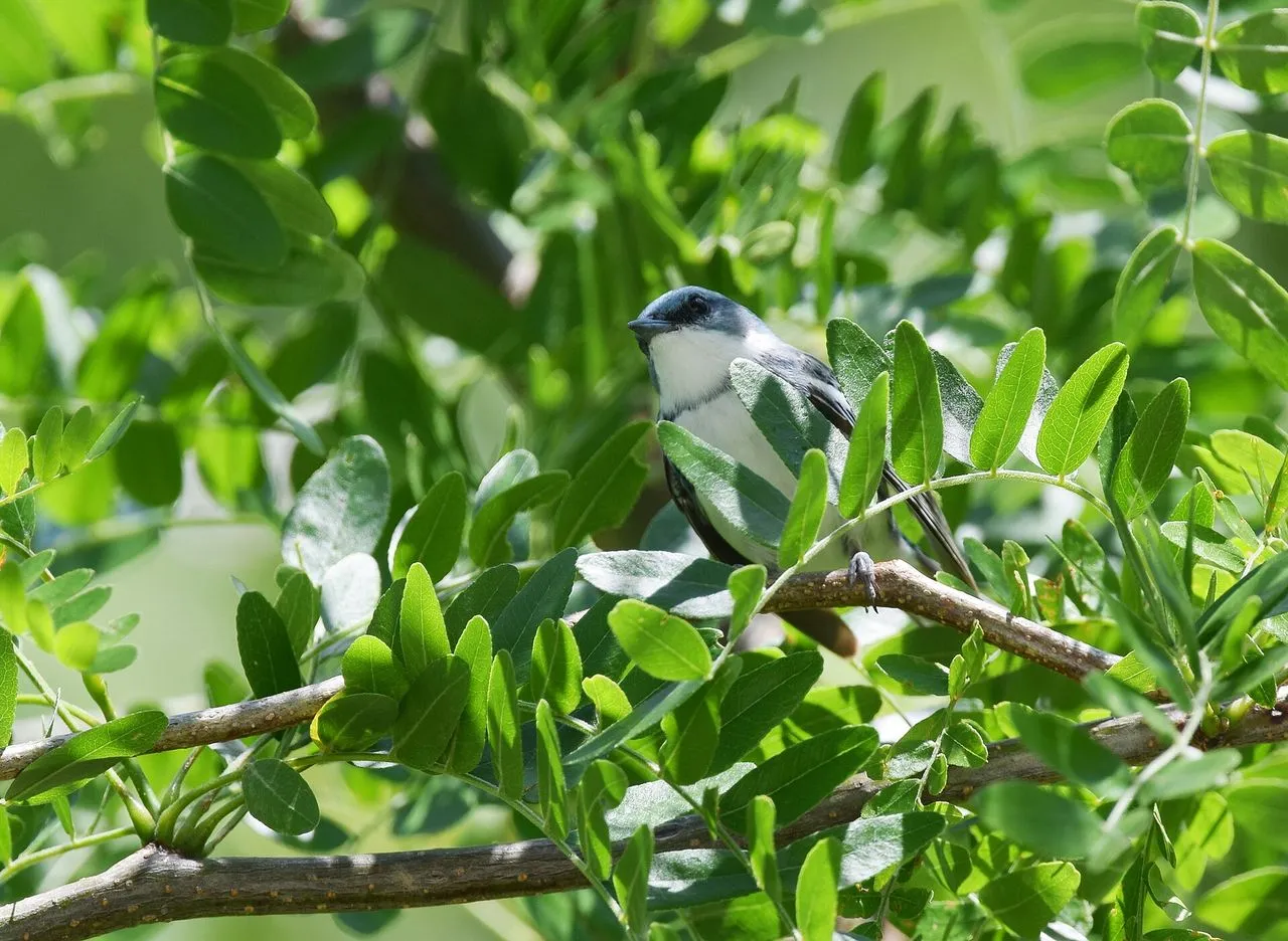 Cerulean Warbler (Setophaga cerulea): The Sky-blue Canopy Warbler in Decline