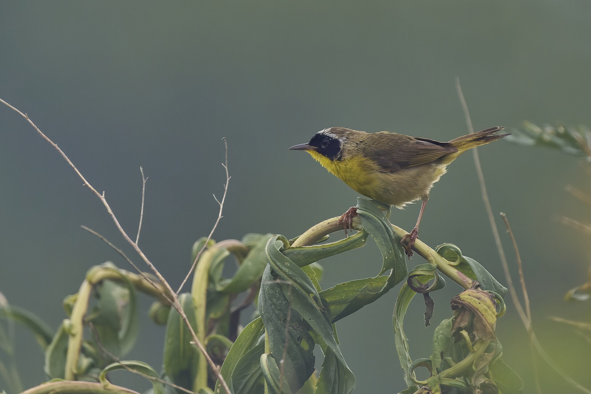Northern Parula (Setophaga americana): Field Profile