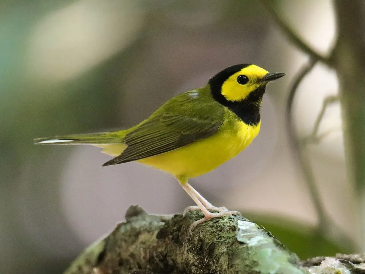 Hooded Warbler (Setophaga citrina): Identification, Voice & Understory Behaviour
