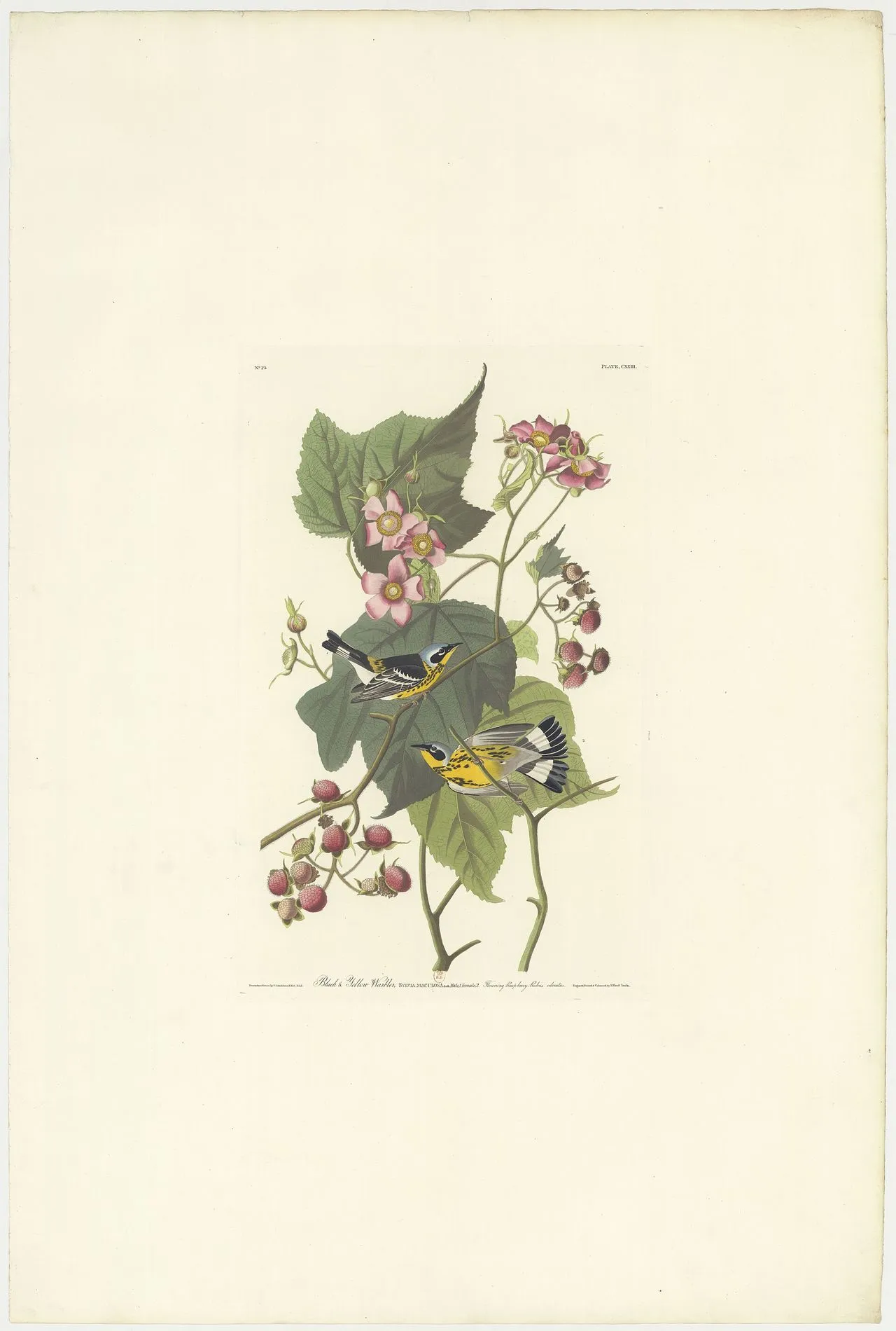 Magnolia Warbler (Setophaga magnolia): Identification & Boreal Breeding