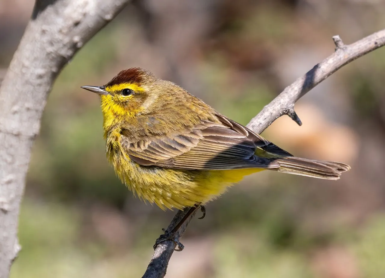 Palm Warbler (Setophaga palmarum): Identification, Tail-pumping & Migration