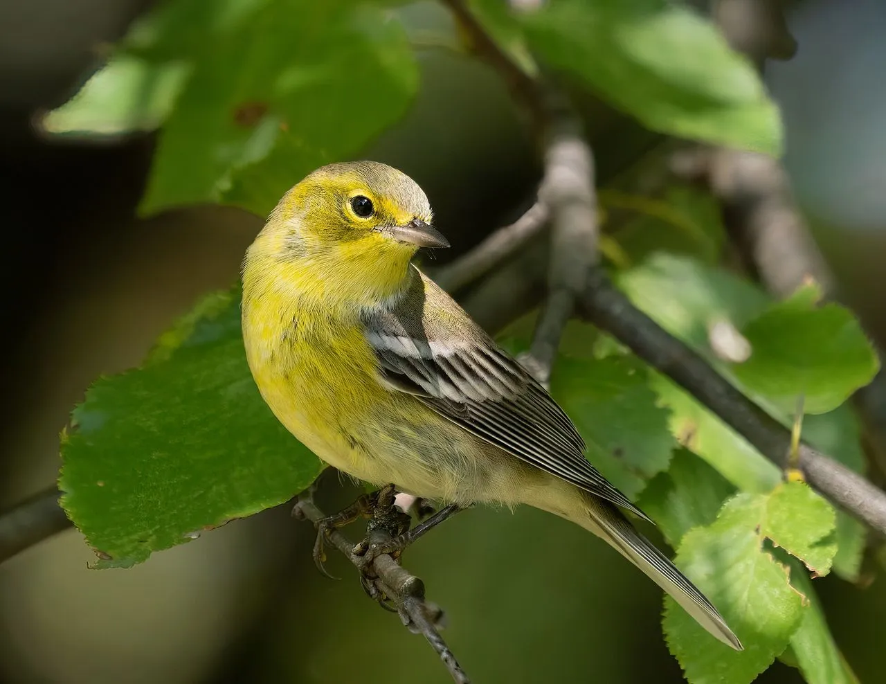 Pine Warbler (Setophaga pinus): The Pine-Specialist Parulid