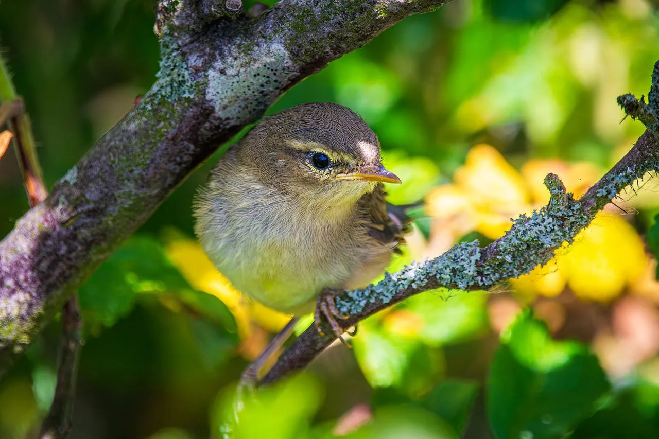 Willow Warbler (Phylloscopus trochilus): Europe's Long-distance Phylloscopus