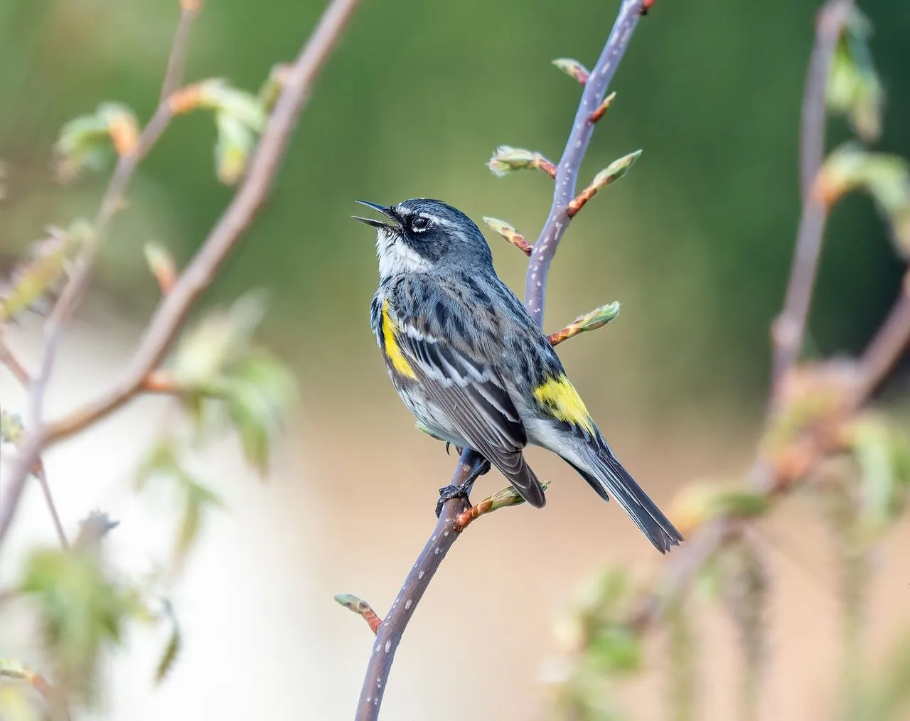 Yellow-rumped Warbler (Setophaga coronata): Subspecies, Identification & Diet