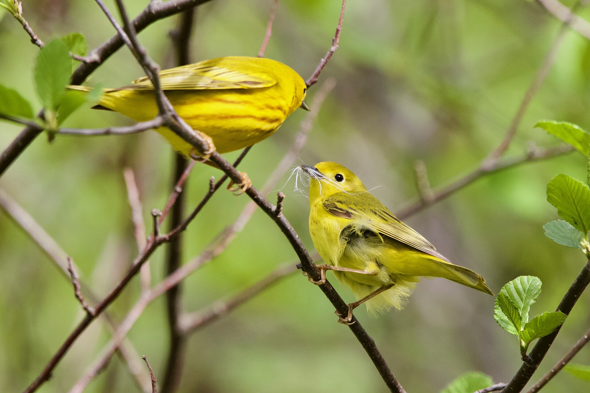 Yellow Warbler vs Yellow-rumped Warbler: Two Yellow Songbirds Compared