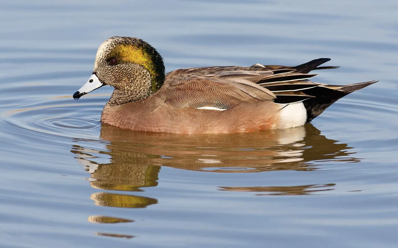 American Wigeon (Mareca americana): Grazing Duck of Pond Edges
