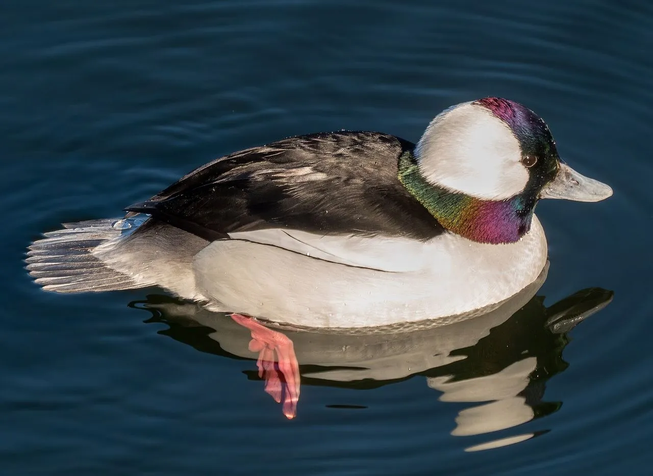 Bufflehead (Bucephala albeola): The Tiny Cavity-nesting Diver