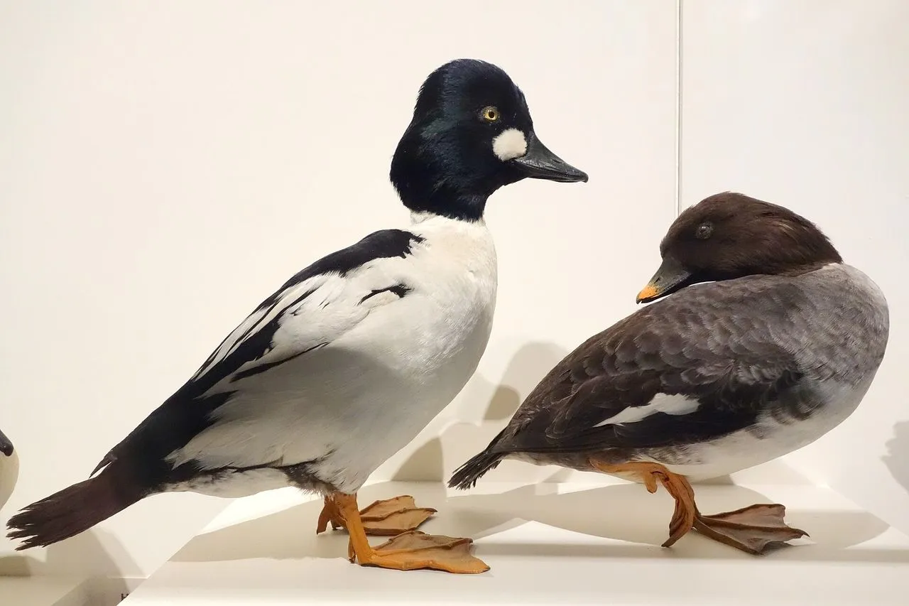 Common Goldeneye (Bucephala clangula): The Wing-whistling Diver