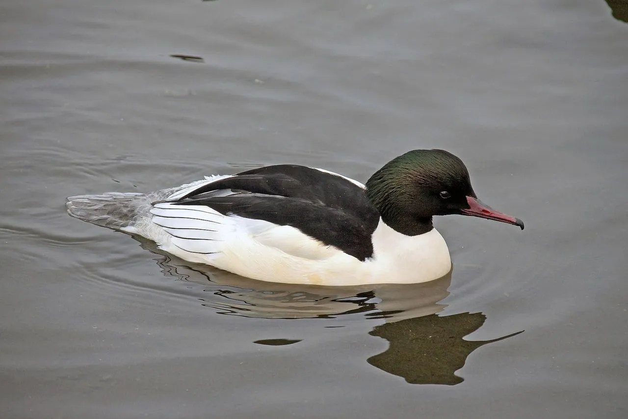Common Merganser (Mergus merganser): The Saw-billed Fish Specialist