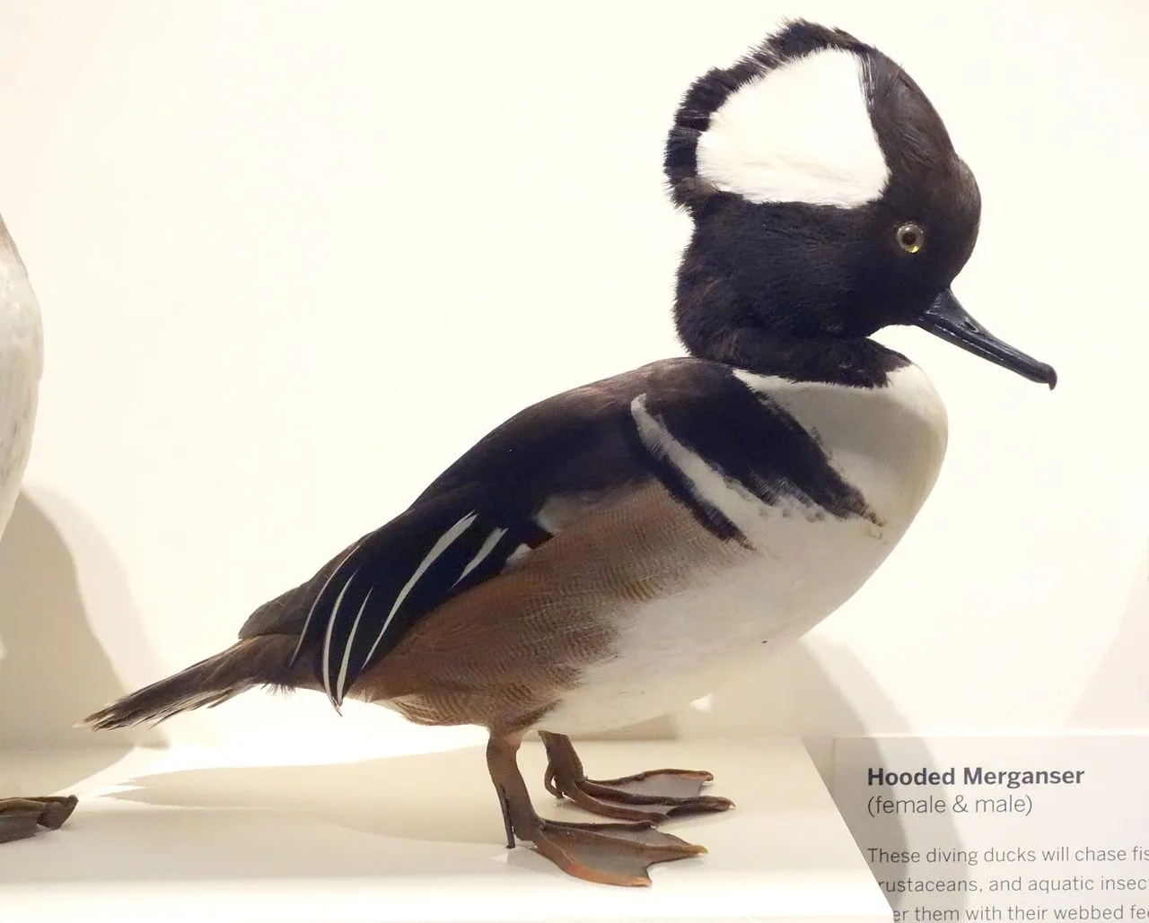 Hooded Merganser (Lophodytes cucullatus): The Crested Cavity-nesting Merganser