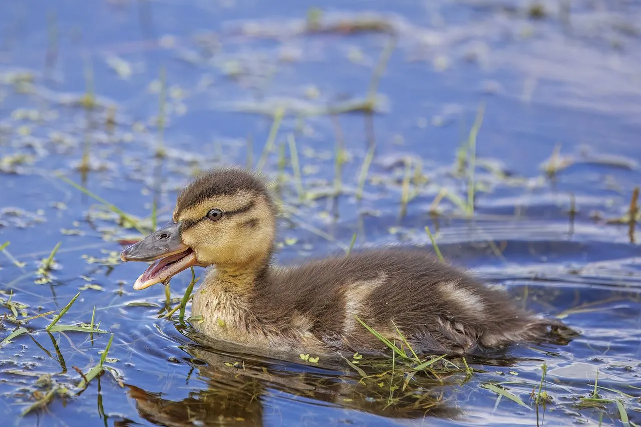 Mallard (Anas platyrhynchos): Identification, Behaviour & Hybridisation