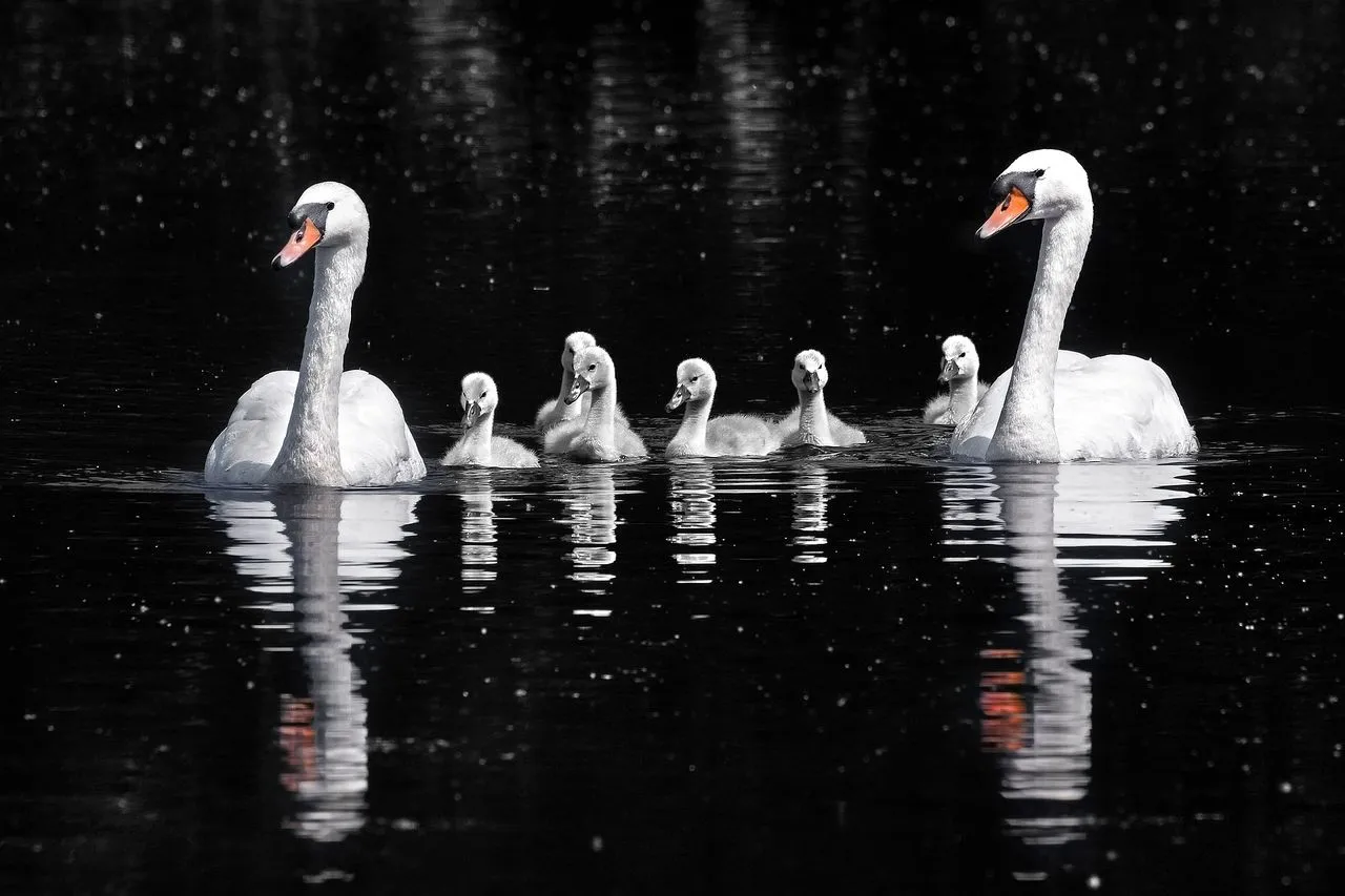 Mute Swan (Cygnus olor): The Naturalised Park-pond Swan