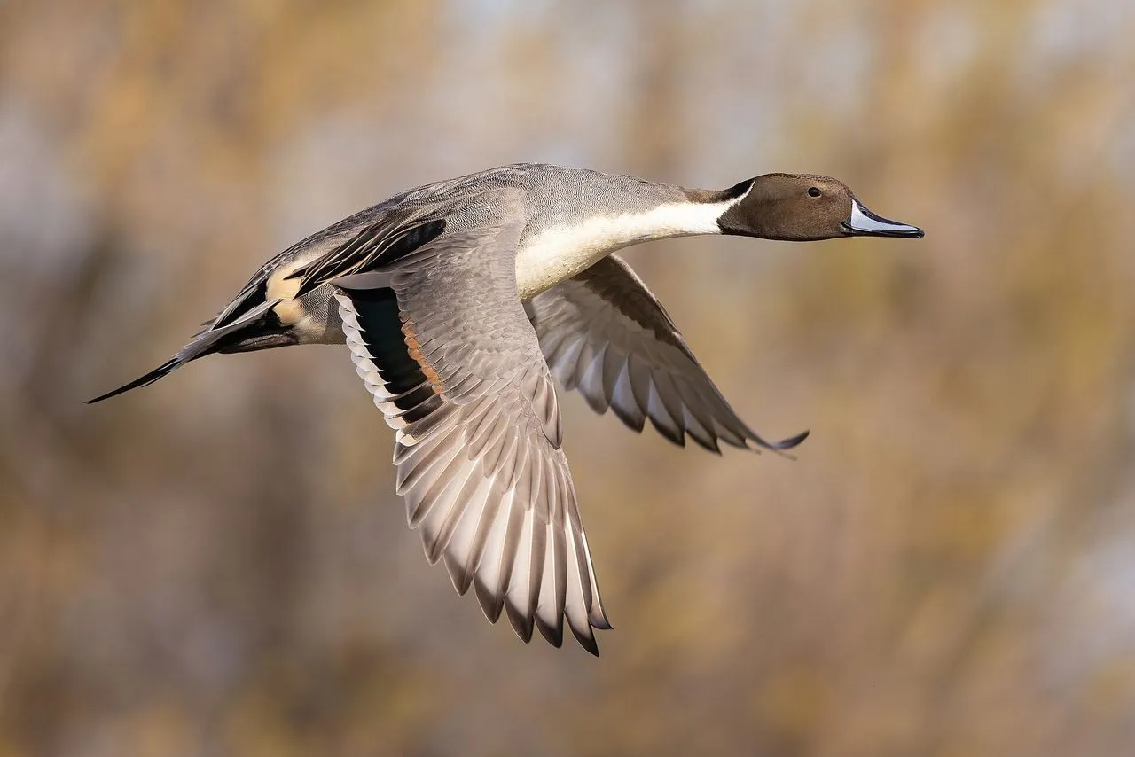 Northern Pintail (Anas acuta): The Slim, Long-tailed Dabbler