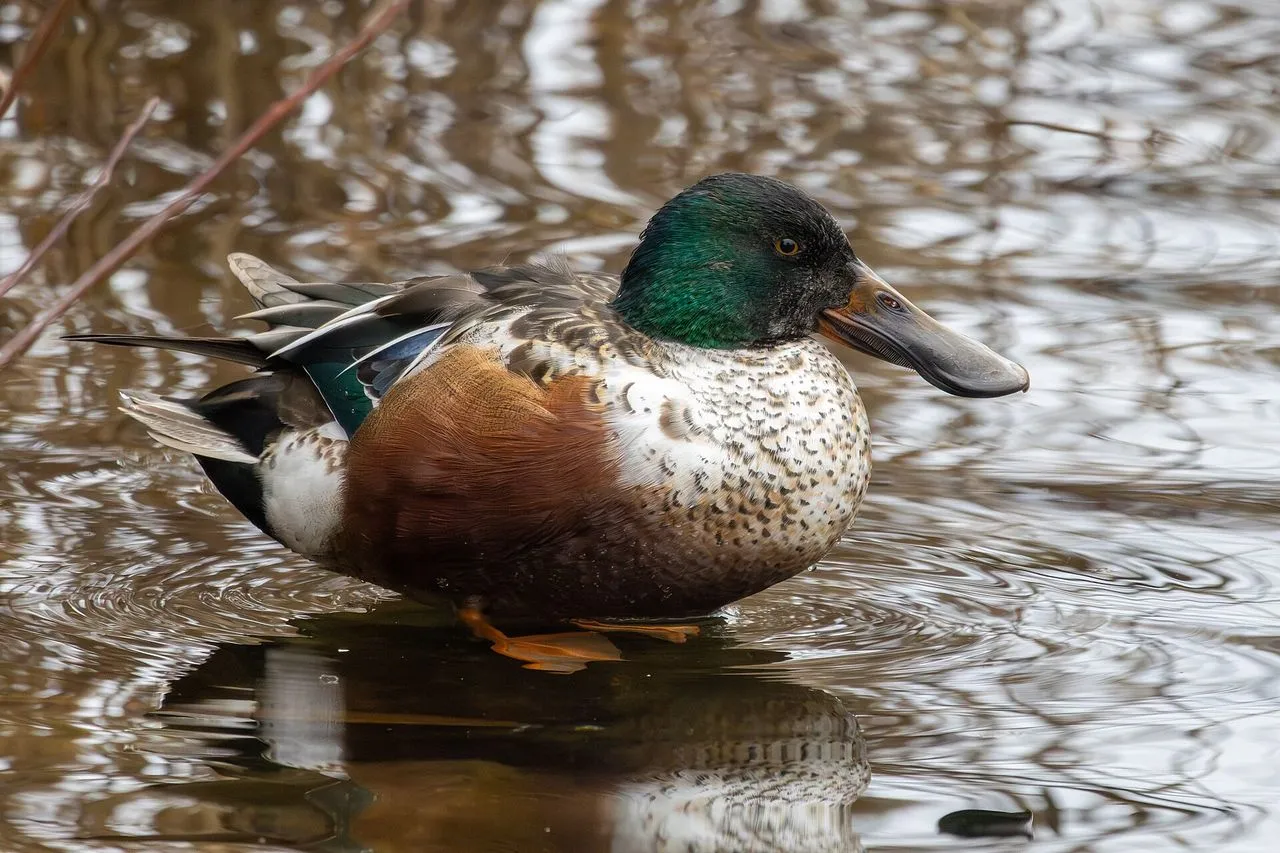 Northern Shoveler (Spatula clypeata): The Filter-feeding Spoonbill Duck