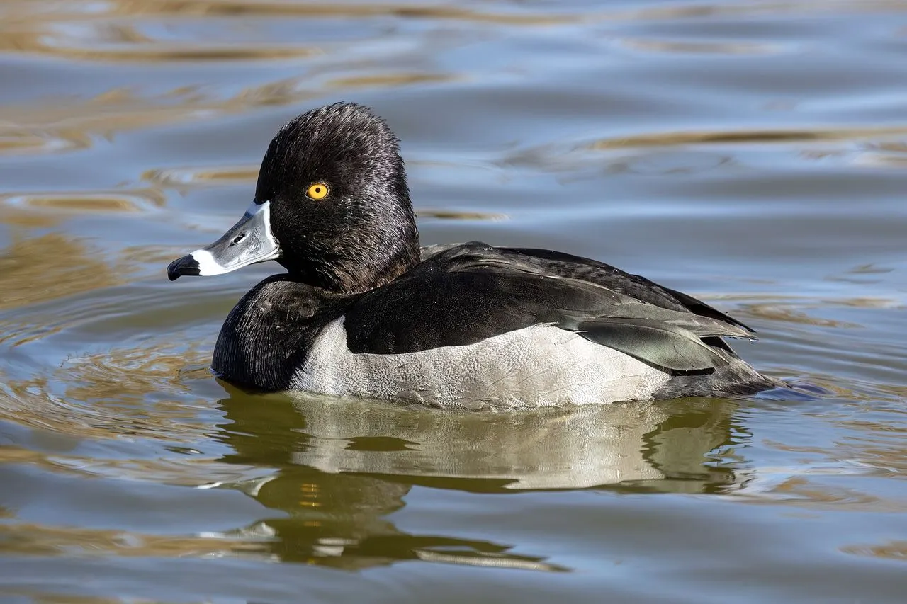 Ring-necked Duck (Aythya collaris): The Misnamed Pochard