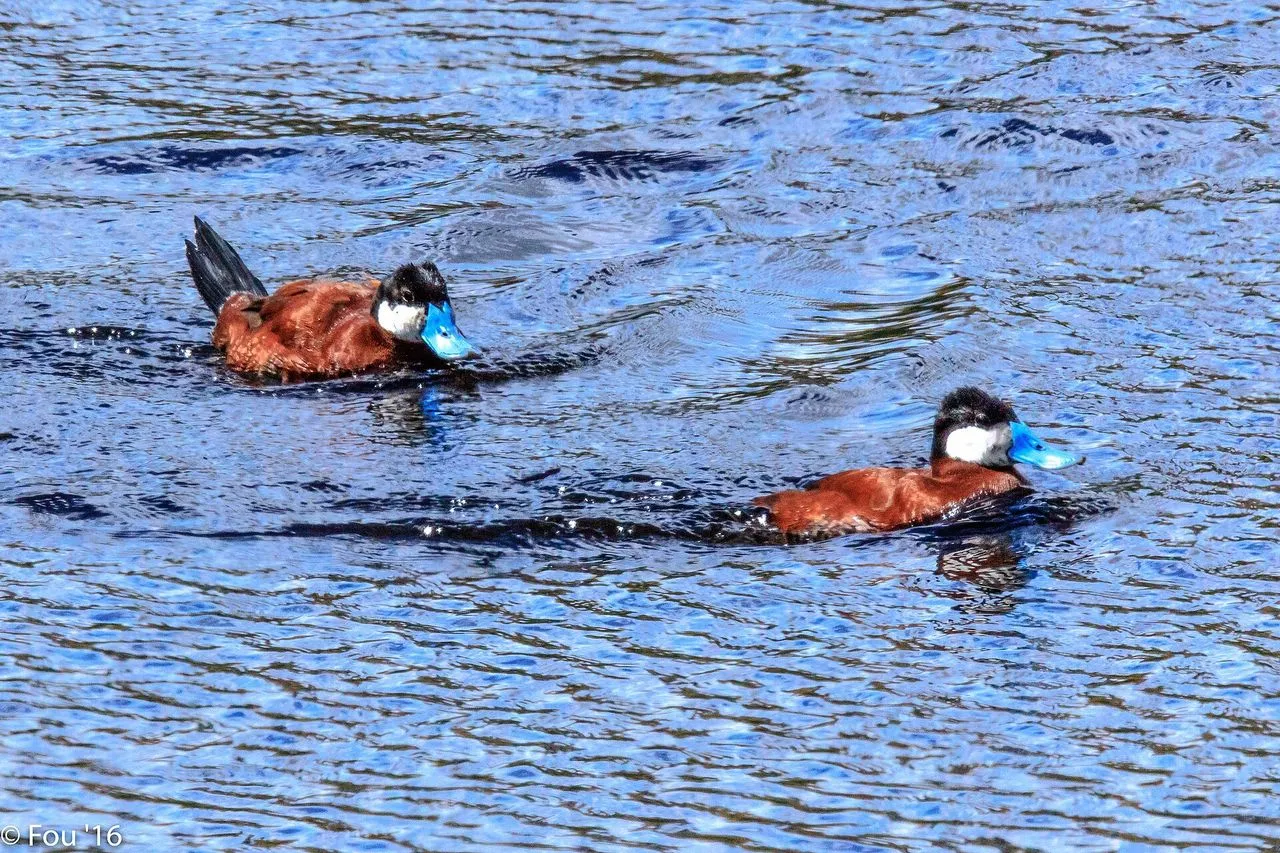 Ruddy Duck (Oxyura jamaicensis): The Stiff-tailed Diver