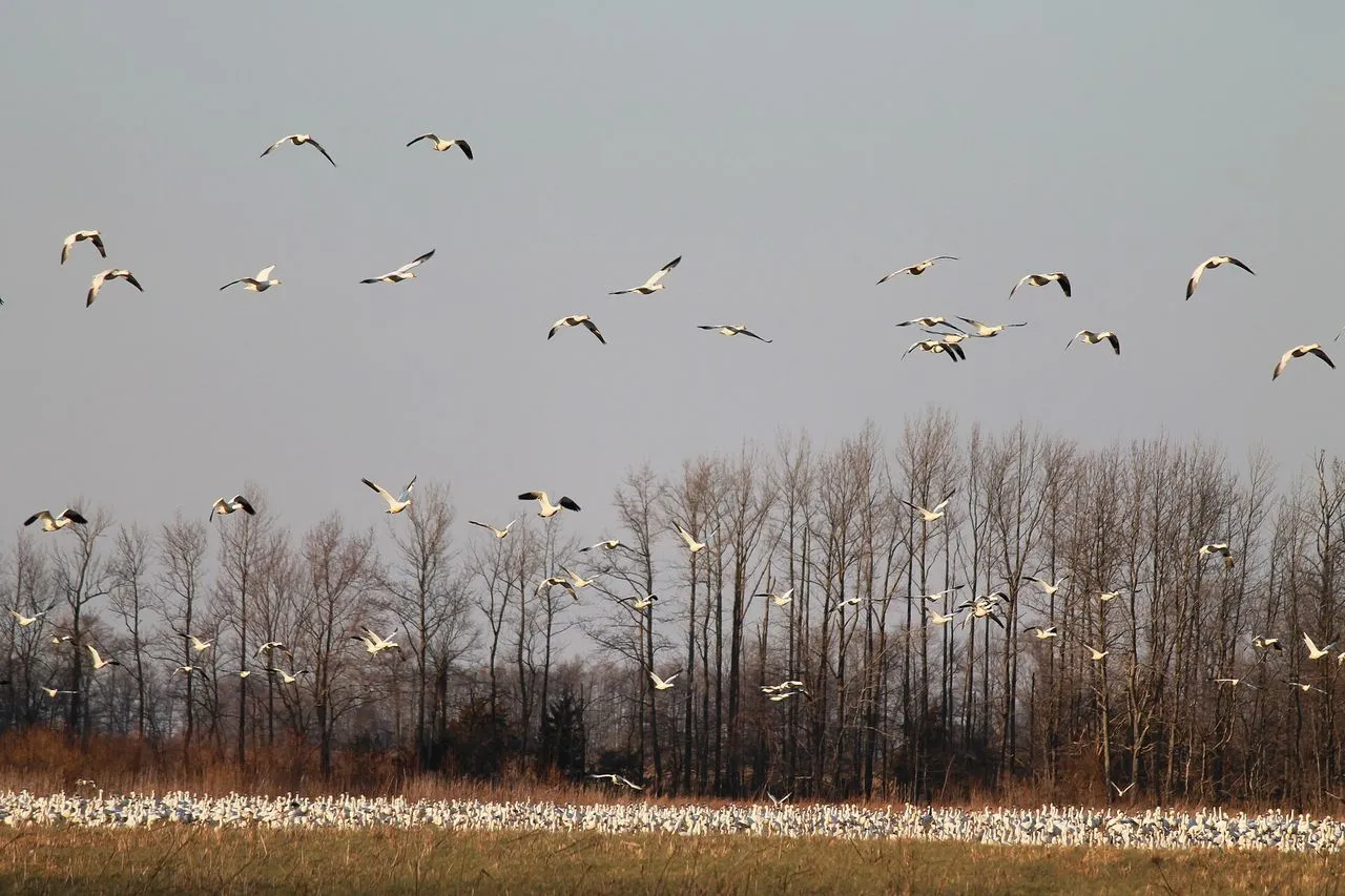 Snow Goose (Anser caerulescens): White and Blue Morphs in Winter Flocks