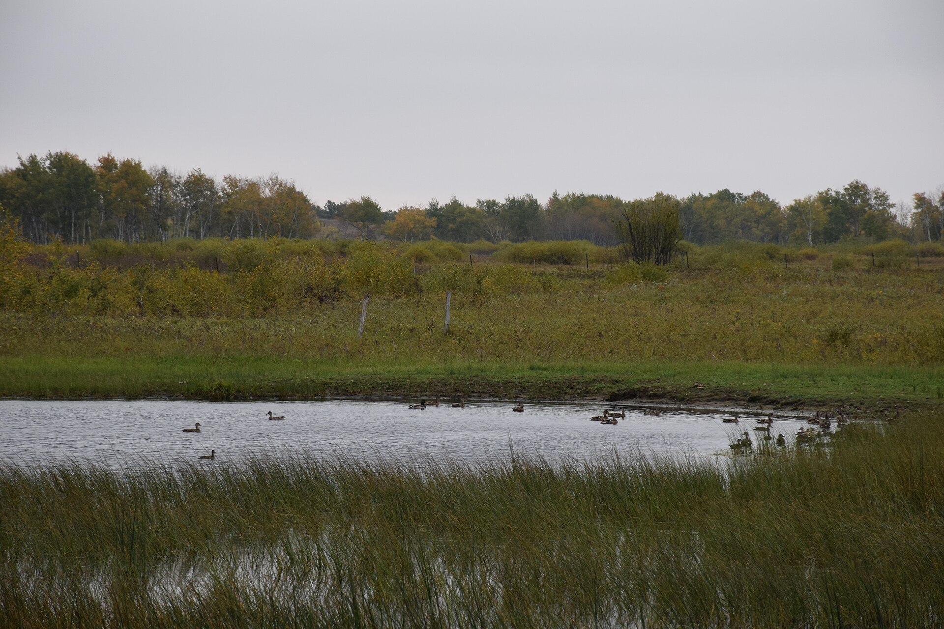Mallard vs American Black Duck: Speculum and Bill Decide