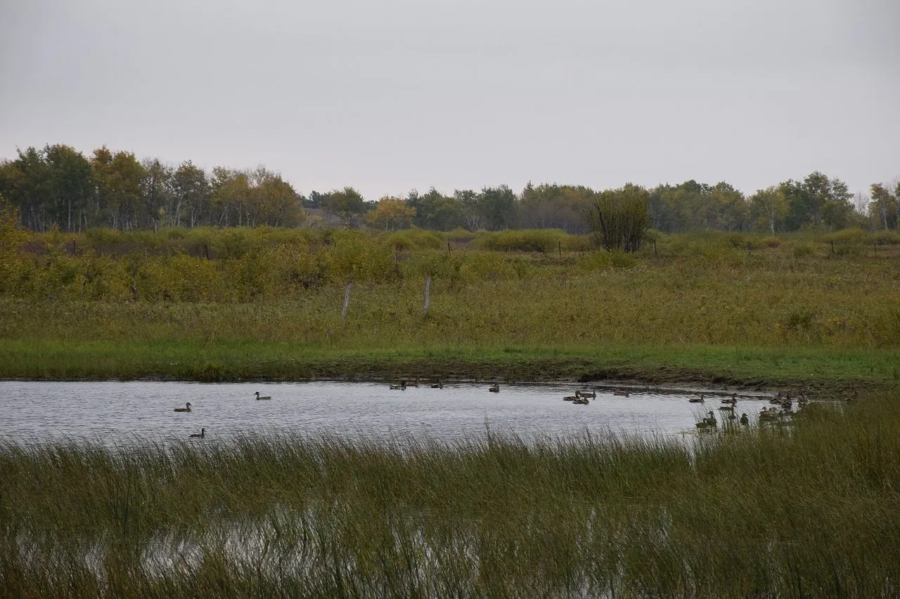Mallard vs American Black Duck: Speculum and Bill Decide